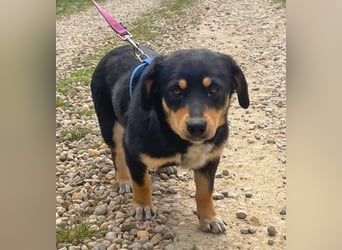 Dackel-Mix Sindy 35cm geb. 01/2025 ist eine tolle Familienhündin