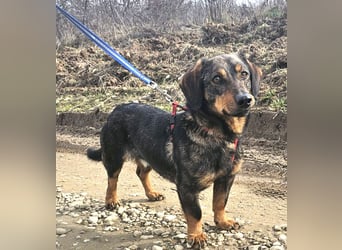 Dackel Nino 33cm geb. 02/2022 wartet auf seine Familie