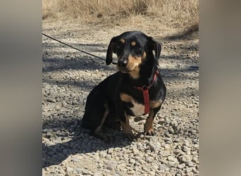 Daisy 27 cm geb. 03/2025 kann sofort nach Deutschland kommen