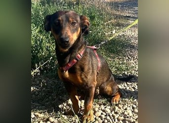 Rusty 32 cm geb. 01/2024 ist ein idealer Familienhund