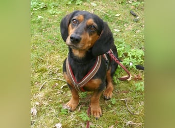 Timon wartet in 31303 Burgdorf auf ein endgültiges Zuhause