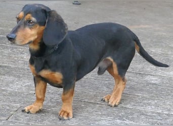 Timon wartet in 31303 Burgdorf auf ein endgültiges Zuhause