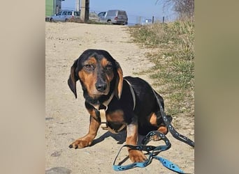 Timon wartet in 31303 Burgdorf auf ein endgültiges Zuhause