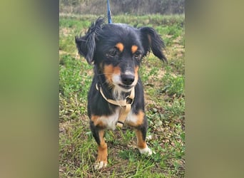 Dackel-Papillon-Mix Sarah 32cm geb. 11/2022 sucht liebevolle Menschen