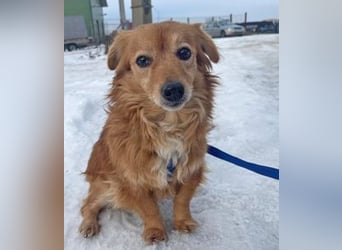 Dackelmix Yrsa 32cm geb. 03/2018