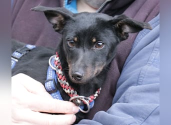 Dackel Lilo 30 cm geb. 06/2024 wartet bei Hannover auf liebe Adoptanten