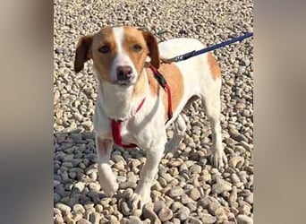 Dackel-Jack Russell MixMimi 28cm geb. 05/2023 eignet sich für jede Familie