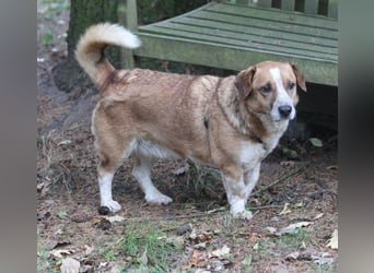 Jürgen 39 cm geb. 01/2017 - Dackelmix sucht Zuhause Jürgen 39 cm geb. 01/2017 - Dackelmix sucht Zuhause