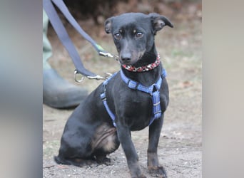 Dackel Lilo 30 cm geb. 06/2024 wartet bei Hannover auf liebe Adoptanten