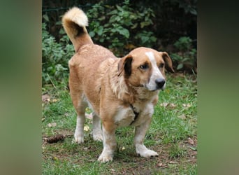 Jürgen 39 cm geb. 01/2017 - Dackelmix sucht Zuhause Jürgen 39 cm geb. 01/2017 - Dackelmix sucht Zuhause