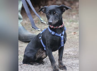 Dackel Lilo 30 cm geb. 06/2024 wartet bei Hannover auf liebe Adoptanten