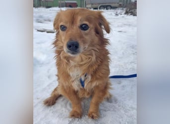 Dackelmix Yrsa 32cm geb. 03/2018