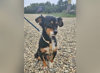 Dackel-Papillon-Mix Sarah 32cm geb. 11/2022 sucht liebevolle Menschen