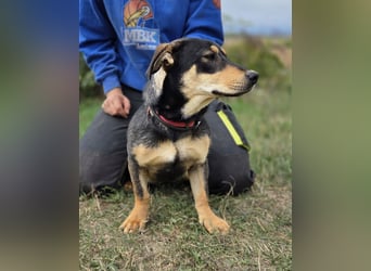 Kleine, fröhliche Dackel Mix Dame, 10Mon., kastriert