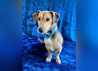 Basti - Handlicher kleiner Dackel-Beagle ähnl. Sonnenschein, 2,5J., kastr.