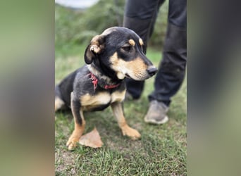 Kleine, fröhliche Dackel Mix Dame, 10Mon., kastriert