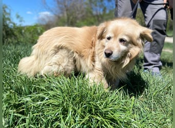 Goldie-Dackel ähnl. Hundeopi sucht sein Glück, 10+ Jahre, ca. 40 cm, kastriert