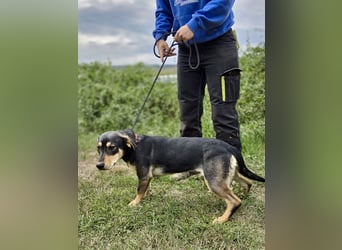 Kleine, fröhliche Dackel Mix Dame, 10Mon., kastriert