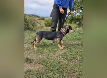 Kleine, fröhliche Dackel Mix Dame, 10Mon., kastriert