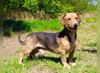 Basti - Handlicher kleiner Dackel-Beagle ähnl. Sonnenschein, 2,5J., kastr.