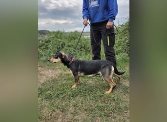 Kleine, fröhliche Dackel Mix Dame, 10Mon., kastriert