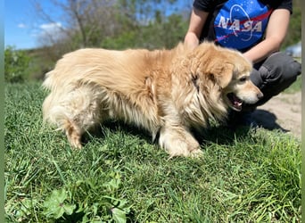 Goldie-Dackel ähnl. Hundeopi sucht sein Glück, 10+ Jahre, ca. 40 cm, kastriert