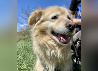 Goldie-Dackel ähnl. Hundeopi sucht sein Glück, 10+ Jahre, ca. 40 cm, kastriert