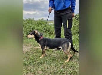Kleine, fröhliche Dackel Mix Dame, 10Mon., kastriert
