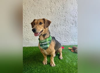 Basti - Handlicher kleiner Dackel-Beagle ähnl. Sonnenschein, 2,5J., kastr.