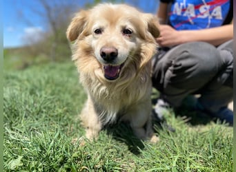 Goldie-Dackel ähnl. Hundeopi sucht sein Glück, 10+ Jahre, ca. 40 cm, kastriert