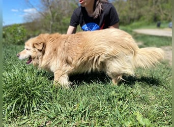 Goldie-Dackel ähnl. Hundeopi sucht sein Glück, 10+ Jahre, ca. 40 cm, kastriert