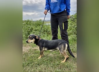Kleine, fröhliche Dackel Mix Dame, 10Mon., kastriert