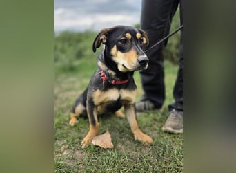 Kleine, fröhliche Dackel Mix Dame, 10Mon., kastriert
