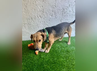 Basti - Handlicher kleiner Dackel-Beagle ähnl. Sonnenschein, 2,5J., kastr.