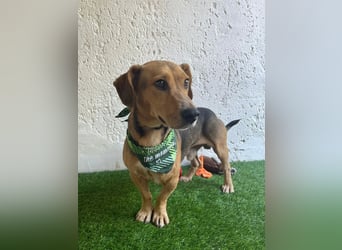 Basti - Handlicher kleiner Dackel-Beagle ähnl. Sonnenschein, 2,5J., kastr.