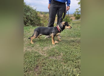 Kleine, fröhliche Dackel Mix Dame, 10Mon., kastriert