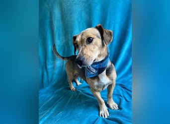 Basti - Handlicher kleiner Dackel-Beagle ähnl. Sonnenschein, 2,5J., kastr.