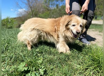 Goldie-Dackel ähnl. Hundeopi sucht sein Glück, 10+ Jahre, ca. 40 cm, kastriert