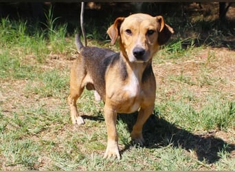 Basti - Handlicher kleiner Dackel-Beagle ähnl. Sonnenschein, 2,5J., kastr.