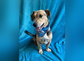 Basti - Handlicher kleiner Dackel-Beagle ähnl. Sonnenschein, 2,5J., kastr.