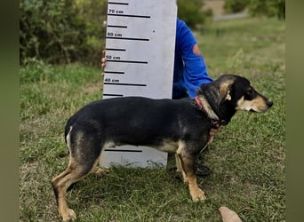Kleine, fröhliche Dackel Mix Dame, 10Mon., kastriert