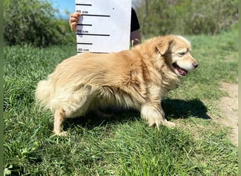 Goldie-Dackel ähnl. Hundeopi sucht sein Glück, 10+ Jahre, ca. 40 cm, kastriert