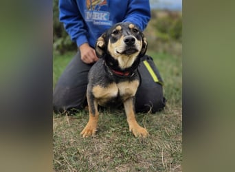 Kleine, fröhliche Dackel Mix Dame, 10Mon., kastriert