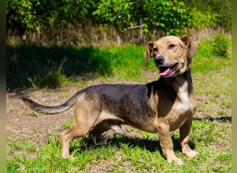 Basti - Handlicher kleiner Dackel-Beagle ähnl. Sonnenschein, 2,5J., kastr.