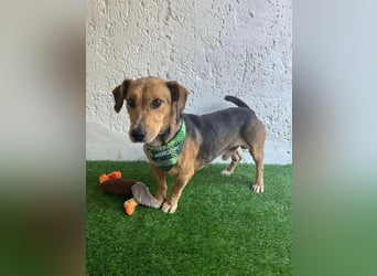 Basti - Handlicher kleiner Dackel-Beagle ähnl. Sonnenschein, 2,5J., kastr.