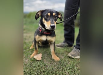 Kleine, fröhliche Dackel Mix Dame, 10Mon., kastriert