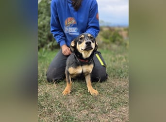 Kleine, fröhliche Dackel Mix Dame, 10Mon., kastriert