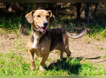 Basti - Handlicher kleiner Dackel-Beagle ähnl. Sonnenschein, 2,5J., kastr.