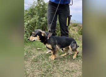 Kleine, fröhliche Dackel Mix Dame, 10Mon., kastriert
