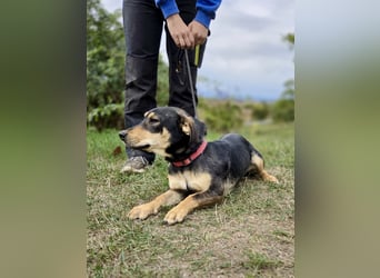 Kleine, fröhliche Dackel Mix Dame, 10Mon., kastriert